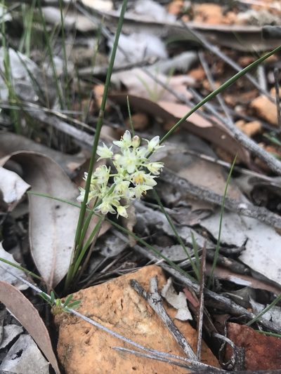 Lomandra nigricans, photographed by Ann Bentley