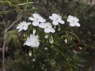 Drosera pallida, photographed by Ann Bentley