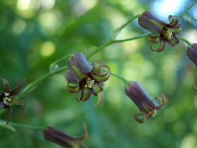 Anticlea occidentalis, photographed by Yves Bas