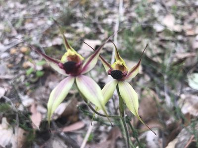Caladenia macrostylis, photographed by Ann Bentley
