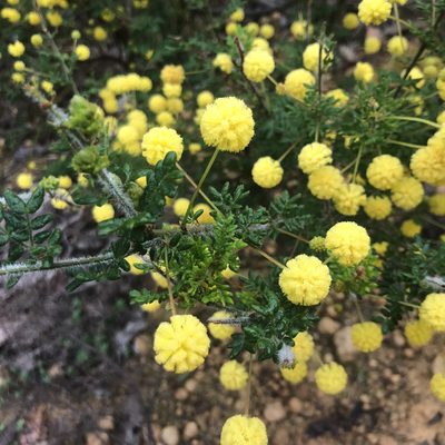 Acacia browniana, photographed by Ann Bentley