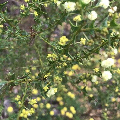 Acacia divergens, photographed by Ann Bentley