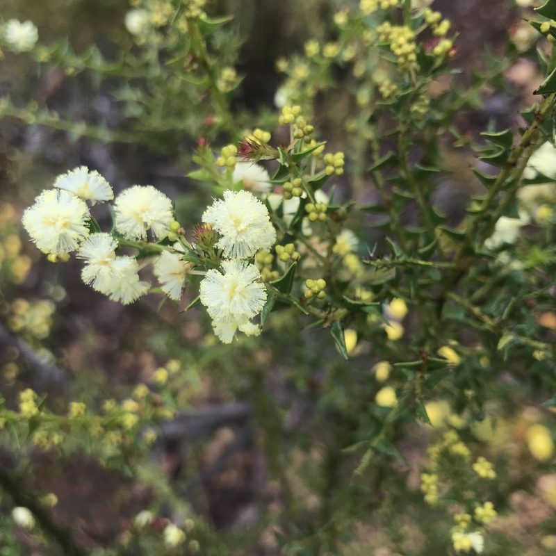 Acacia divergens, photographed by Ann Bentley
