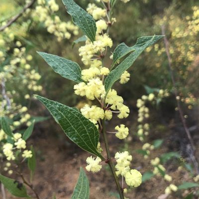 Acacia urophylla, photographed by Ann Bentley