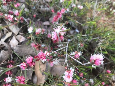 Hypocalymma angustifolium, photographed by Ann Bentley