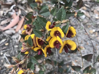 Bossiaea ornata, photographed by Ann Bentley