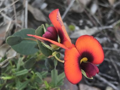 Gompholobium ovatum, photographed by Ann Bentley