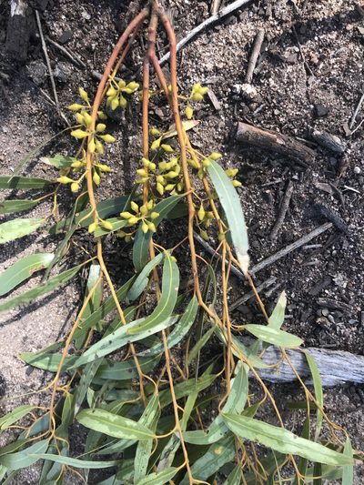 Eucalyptus salmonophloia, photographed by Ann Bentley