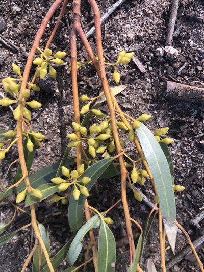 Eucalyptus salmonophloia, photographed by Ann Bentley