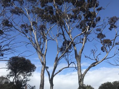 Eucalyptus salmonophloia, photographed by Ann Bentley