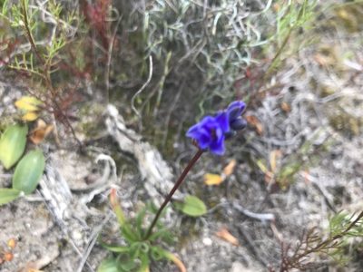 Chamaescilla spiralis, photographed by Ann Bentley