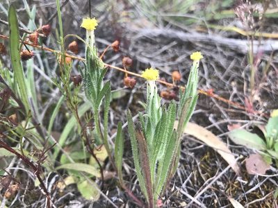 Podotheca angustifolia, photographed by Ann Bentley