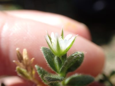 Cerastium diffusum, photographed by Robert H. Wardell