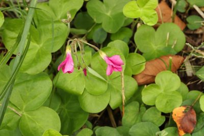 Oxalis bowiei, photographed by Se Lena