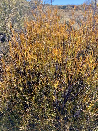 Dracophyllum oliveri, photographed by Mike Dickison