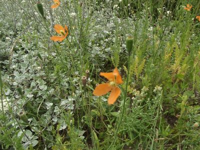 Afropapaver aculeatum, photographed by Ludwig Muller