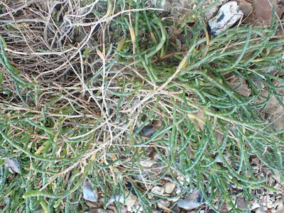 Salicornia perennis, photographed by Robert H. Wardell