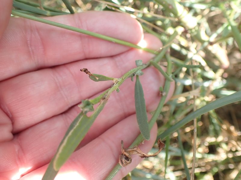 Atriplex littoralis, photographed by Robert H. Wardell
