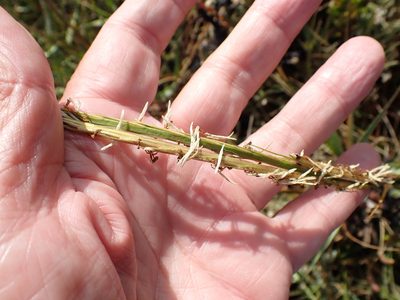 Sporobolus anglicus, photographed by Robert H. Wardell