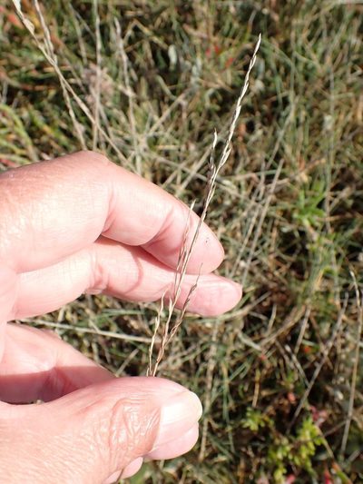 Puccinellia maritima, photographed by Robert H. Wardell