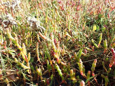 Salicornia ramosissima, photographed by Robert H. Wardell