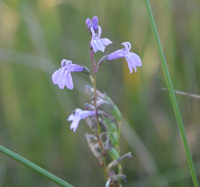 Lobelia urens, photographed by Donald Davesne