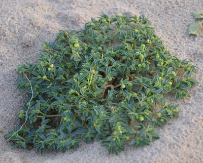 Euphorbia polygonifolia, photographed by Donald Davesne