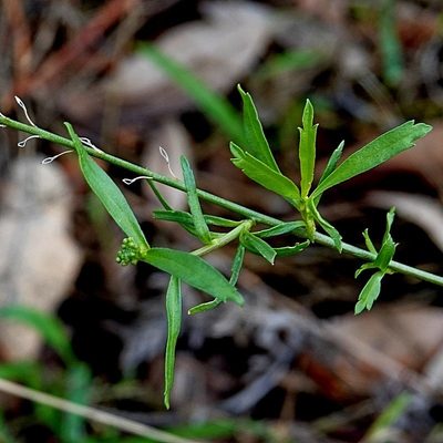 Lepidium pseudotasmanicum, photographed by Max Campbell