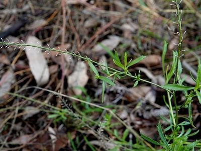 Lepidium pseudotasmanicum, photographed by Max Campbell