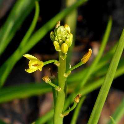 Bulbine semibarbata, photographed by Max Campbell
