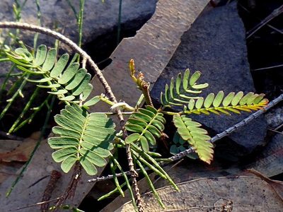 Acacia constablei, photographed by Max Campbell