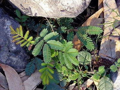 Acacia constablei