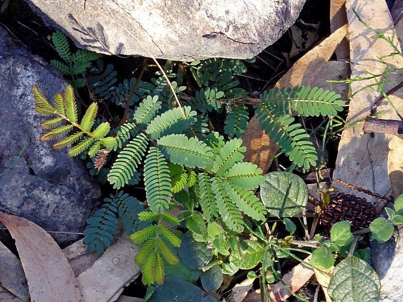 Acacia constablei, photographed by Max Campbell