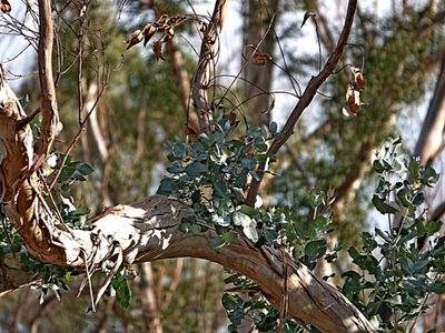 Eucalyptus maidenii, photographed by Max Campbell