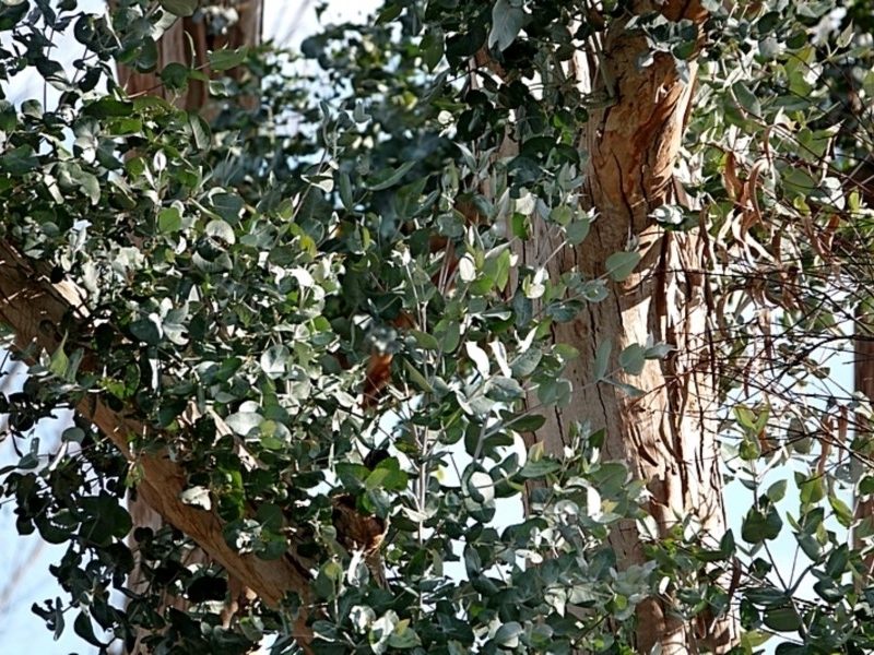 Eucalyptus maidenii, photographed by Max Campbell