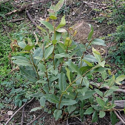 Notelaea venosa, photographed by Max Campbell