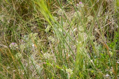 Allium cretaceum, photographed by Safina Rezeda