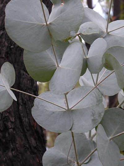 Eucalyptus conspicua, photographed by Max Campbell