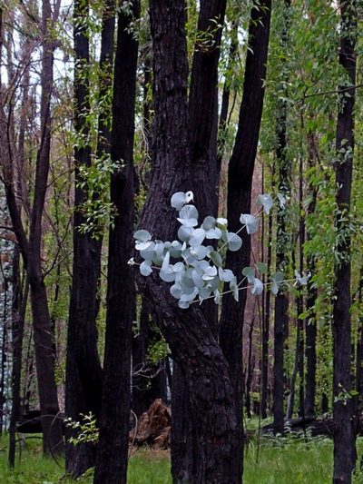 Eucalyptus conspicua, photographed by Max Campbell