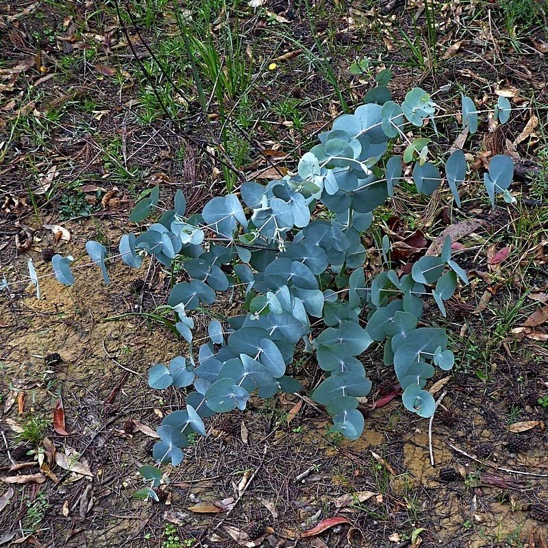 Eucalyptus conspicua, photographed by Max Campbell