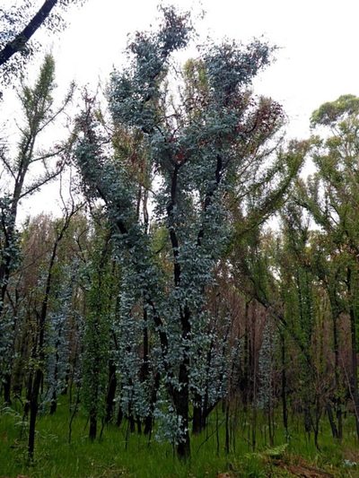 Eucalyptus conspicua, photographed by Max Campbell