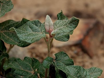 Lasiopetalum macrophyllum, photographed by Max Campbell