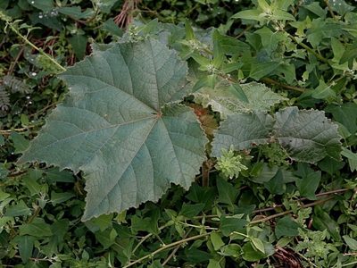 Androcalva rossii, photographed by Max Campbell