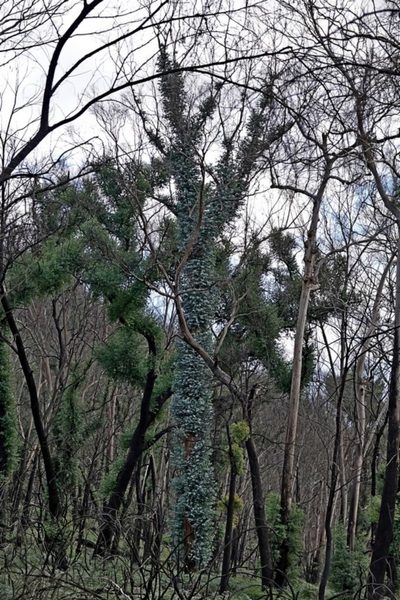 Eucalyptus maidenii, photographed by Max Campbell
