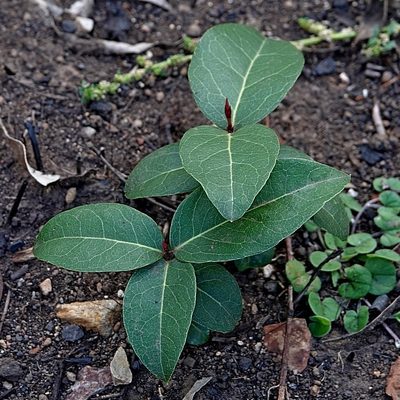 Notelaea venosa, photographed by Max Campbell