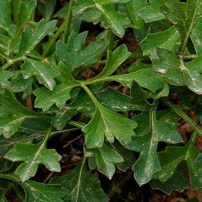 Xanthosia atkinsoniana, photographed by Max Campbell
