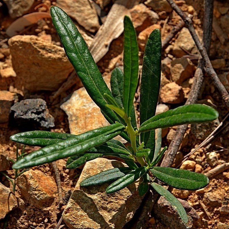 Beyeria lasiocarpa, photographed by Max Campbell