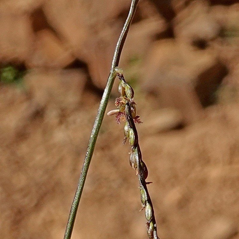 Digitaria ramularis, photographed by Max Campbell