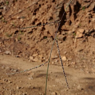 Digitaria ramularis, photographed by Max Campbell