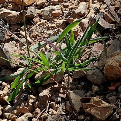 Digitaria ramularis, photographed by Max Campbell